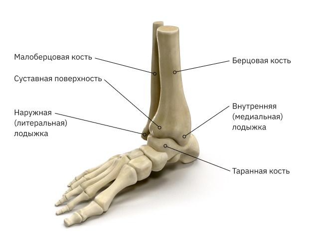 Голеностопный сустав относится к суставам. Голеностоп анатомия кости. Малоберцовая кость перелом голеностопа. Чрезсиндесмозный перелом латеральной лодыжки. Латеральная лодыжка анатомия.