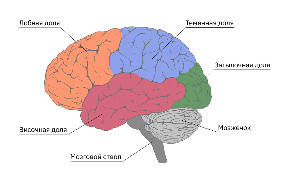 Отделы мозга. Части мозга и их функции. Лобная доля мозга. Отделы головного мозга и их функции рисунок. Отдел мозга отвечающий за речь.